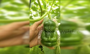 Chinese farmer shows how he makes unqiue baby-shaped cucumbers