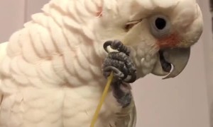 Spaghetti Head Scratcher