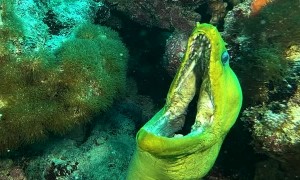 Mouthy Moray Eel
