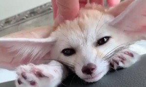Cute Fox Feels Fine