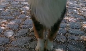 Dog Perfectly Balances a Board of Treats