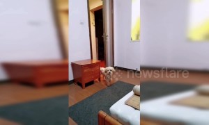 Intelligent dog follows owner's bedtime routine demands