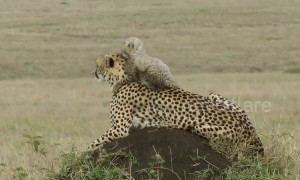 Tiny cheetah cub sits on mum's head to admire the Kenyan savannah
