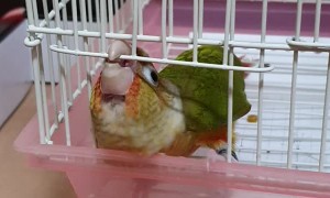 Crafty Bird Finds Way Out of Cage