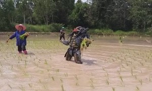 Predator Finds Harvesting Rice More Difficult than Harvesting Humans