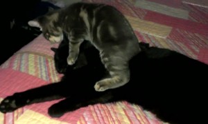 Kitten Makes Bad First Impression on Older Cat
