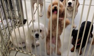 Poodle puppy absolutely loves to dance!