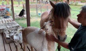 Jealous goat interrupts pony's grooming session at Arizona farm