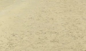 Special Dog Has Beach Fun