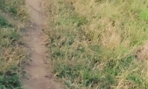 Once in a Lifetime Encounter with Two Large Lions