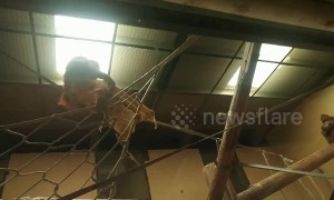 Hide and seek! Orangutan climbs into a bag at Dudley Zoo