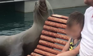Sea Lion Performs on the Pier