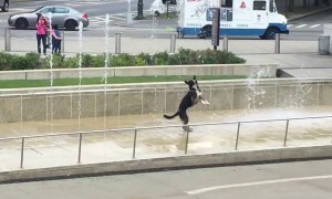 Hilarious dog can't stop jumping in sync with water fountain