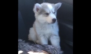 Puppy adorably struggles to stay awake during car ride