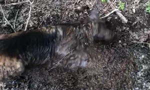Dog Gives Himself a Mud Bath