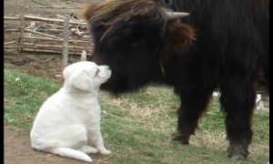 Bison and guard-dog puppy quickly become friends