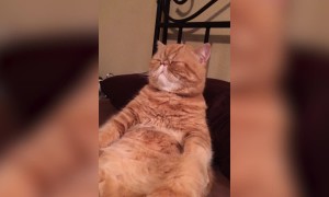 Kitty Sleeps in Peculiar Way