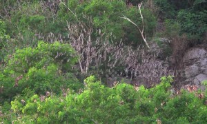 Millions of bats fly out of a cave in Thailand