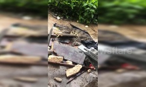 5-foot-long crocodile spotted at factory in central China after rainstorm