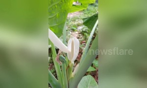 Rare scene of Elephant Ear blooming in China's Yichang