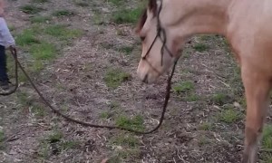A Little Kid Walking his Baby Horse