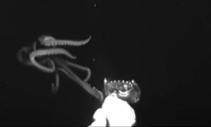 Giant squid caught on camera for first time in the US