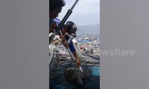 Fishermen rescue two sea turtles trapped in floating rubbish off Thailand