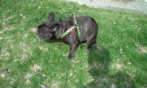 Flatulent Frenchie Afraid of Farts