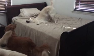 Dog shows her guilty face after caught playing on bed