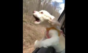 Puppy's first time with head out of car window will crack you up!