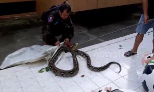 Prankster dumps 15-foot-long python at police station where boss is afraid of snakes