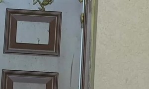 Frogs Gather on Florida Home