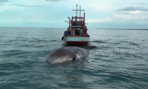 Huge dead whale dragged ashore in Thailand to investigate its cause of death