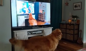 Doggo Barks in Multi Dimension