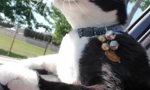 Kitty Loves a Good Car Ride