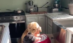 Golden Retriever extremely excited to see his owner