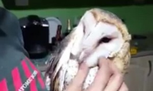 Barn owl enjoys thorough head scratch