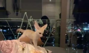 Fennec Foxes are Excited for Owner's Return