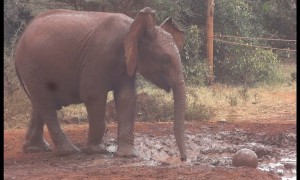 Baby elephant adorably plays soccer in muddy watering hole