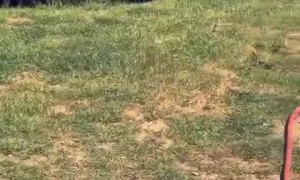 French Bulldog and Duck are Unlikely Best Friends