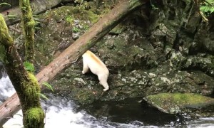 Catching a Glimpse of Extremely Rare Spirit Bear