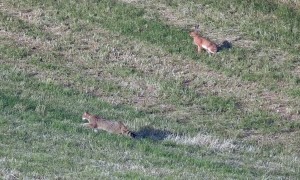 European Wildcats Hunting Field Mice