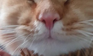 Cat Brush Hits the Spot