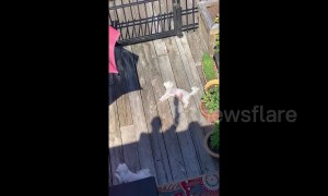 Shadow pup-pets! Confused dog thinks his neighbour’s shadow is stroking him