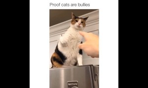 Footage proves that cats are indeed bullies