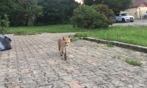 Cute Fox Comes in Close