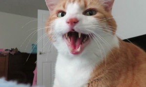 Determined cat won't stop meowing until owner wakes up