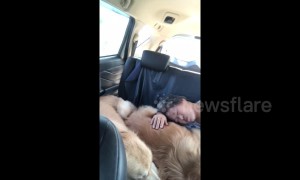 Adorable moment grandmother and golden retriever cuddle up on road trip in Thailand