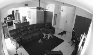 Pups Caught Cuddling