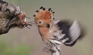 Feeding Time for Fledglings